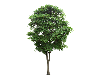 png免抠芒果树 灌木