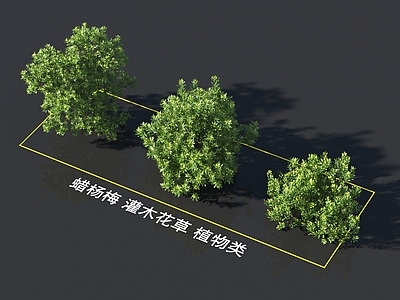 蜡杨梅 灌木花草 植物类