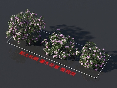 彭土杜鹃 灌木花草 植物类