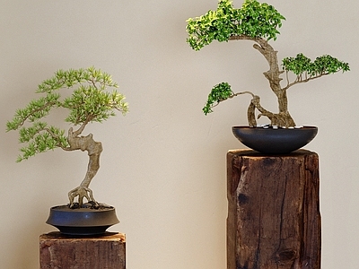 新中式 禅意 松树