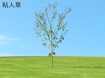 粘人草 花草 植物类