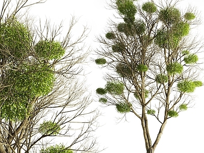 现代树木 现代景观树 庭院树 绿化树 风景树