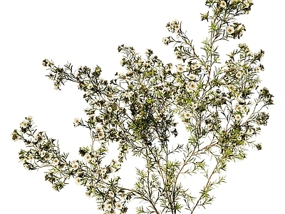 chamela现代花草小黄腊梅18