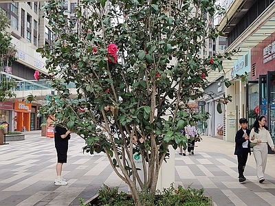 街区山茶花开1 灌木