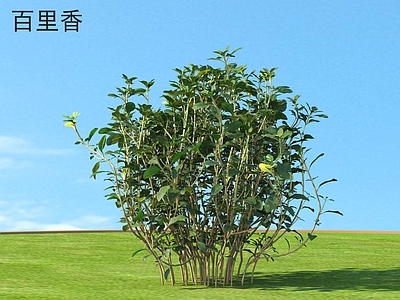 百里香 蔬菜 植物类