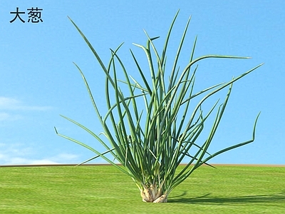 大葱 蔬菜 植物类