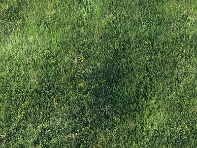 草