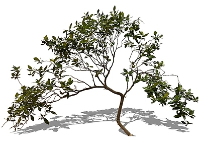 2D杂木庭院植物 栀子
