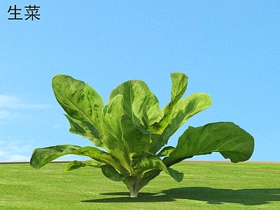 生菜 蔬菜 植物类