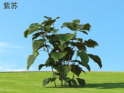 紫苏菜 蔬菜 植物类