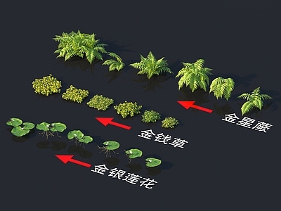 金钱草 金星蕨 金银莲花 花草系列