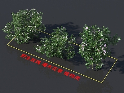 野生玫瑰 灌木花草 植物类