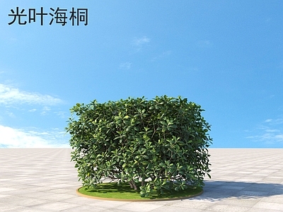 光叶海桐 灌木 植物类