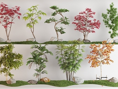 枫叶树植物组合 红枫树 散尾葵树 枫叶树 针叶竹 乔木 树