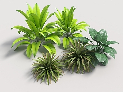 景观地被灌木 庭院植物 热带植物 植物组合 棕榈植物组合 阔叶类植物
