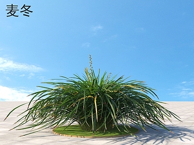 麦冬 花草 植物类