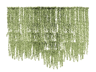 现代植物 爬墙植物 绿植 绿柳