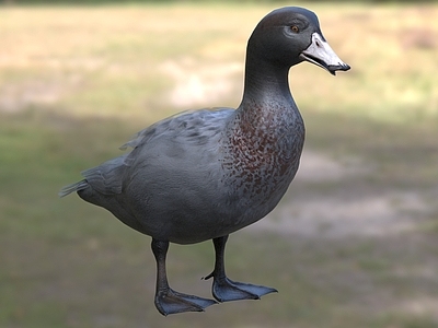 山蓝鸭 山鸭 蓝鸭 生物动物