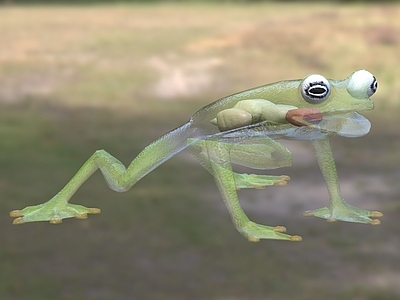 赤心玻璃蛙 生物动物