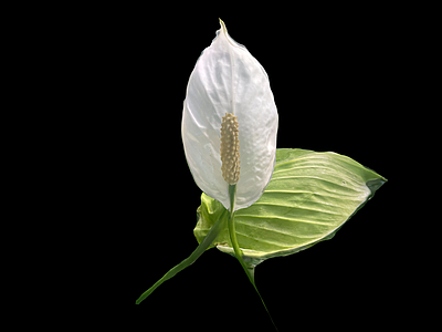 海芋 花草 花