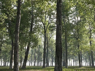 杨树