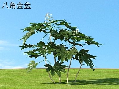 八角金盘 花草灌木 植物类