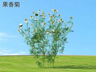 果香菊 花草灌木 植物类