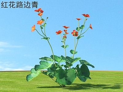 红花路边青 花草灌木 植物类