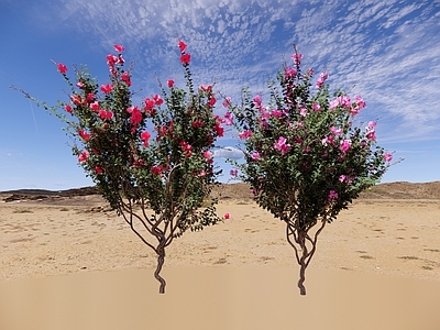 紫薇花 独杆植物 园林绿植 灌木组合