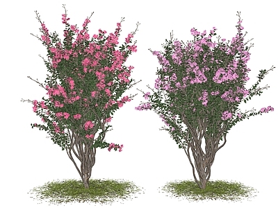 紫薇花 紫薇树 丛生紫薇 花镜植物 绿植组团