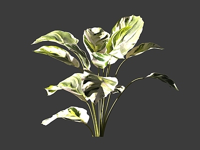 现代绿植油画竹芋