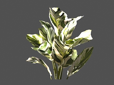 现代绿植油画竹芋