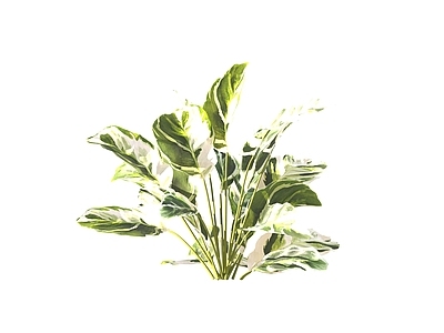 现代绿植油画竹芋