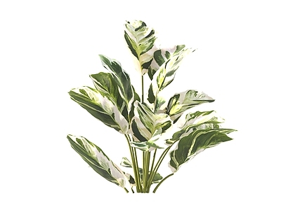 现代绿植油画竹芋 盆栽