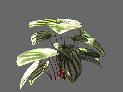 现代绿植 花卉 花草