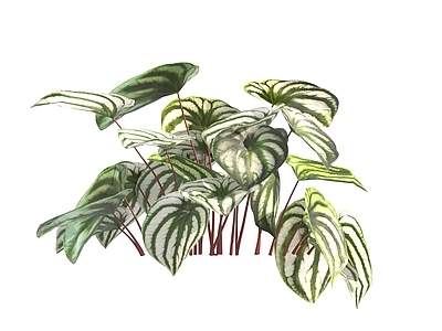 现代绿植 花卉 花草
