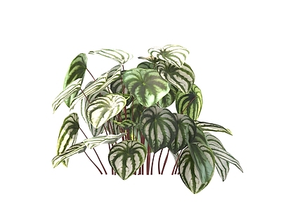 现代绿植 花卉 花草