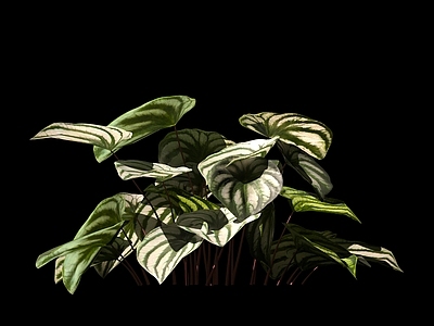 现代绿植 盆栽花卉 花草