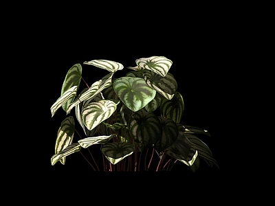 现代绿植 盆栽花卉 花草
