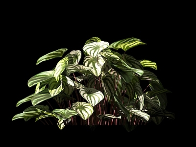 现代绿植 花卉 花草