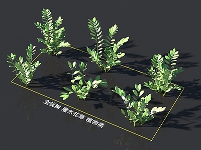 金钱树 灌木花草 植物类