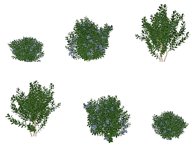 现代越橘蓝莓果树常绿灌木 蓝莓蔓越莓果树灌木绿植 果树梅子庭院果树木