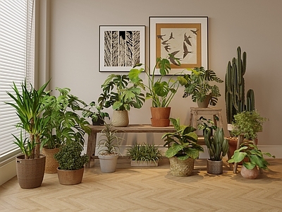 现代森系植物盆栽组合