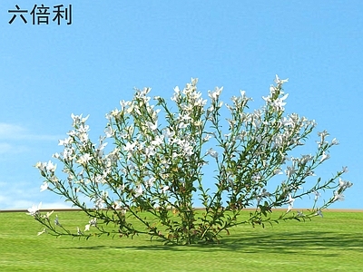 六倍利 花草灌木 植物类