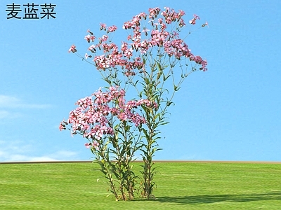 麦蓝菜 花草灌木 植物类