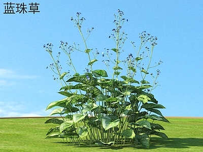 蓝珠草 花草灌木 植物类