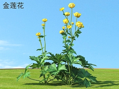 金莲花 花草灌木 植物类