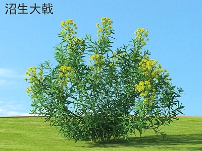 沼生大戟 花草灌木 植物类