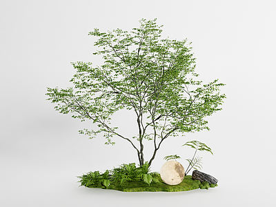 植物组合 堆 乔木