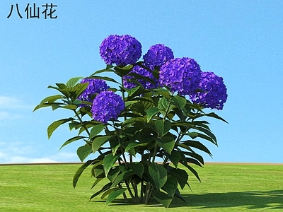 八仙花花草灌木 植物类